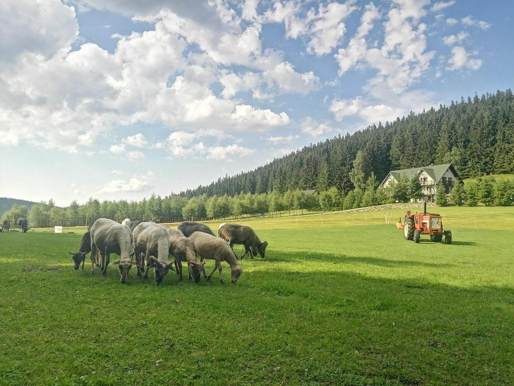Gosciniec Janowa Gora - Agroturystyka Строне-Шльонське Номер фото